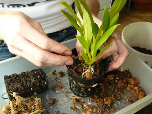 Как правильно ухаживать за орхидеей в домашних условиях