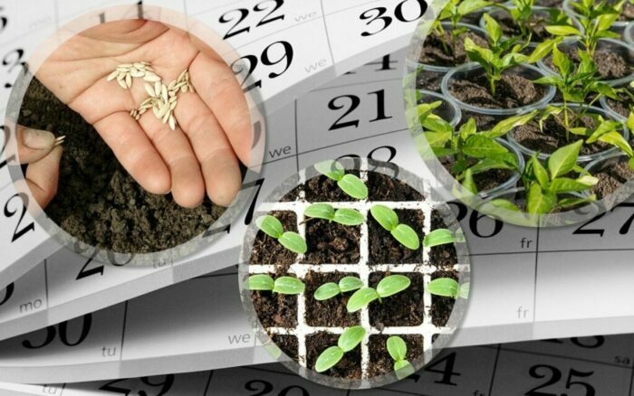 Лунный календарь садовода и огородника на март 2022 года с благоприятными днями